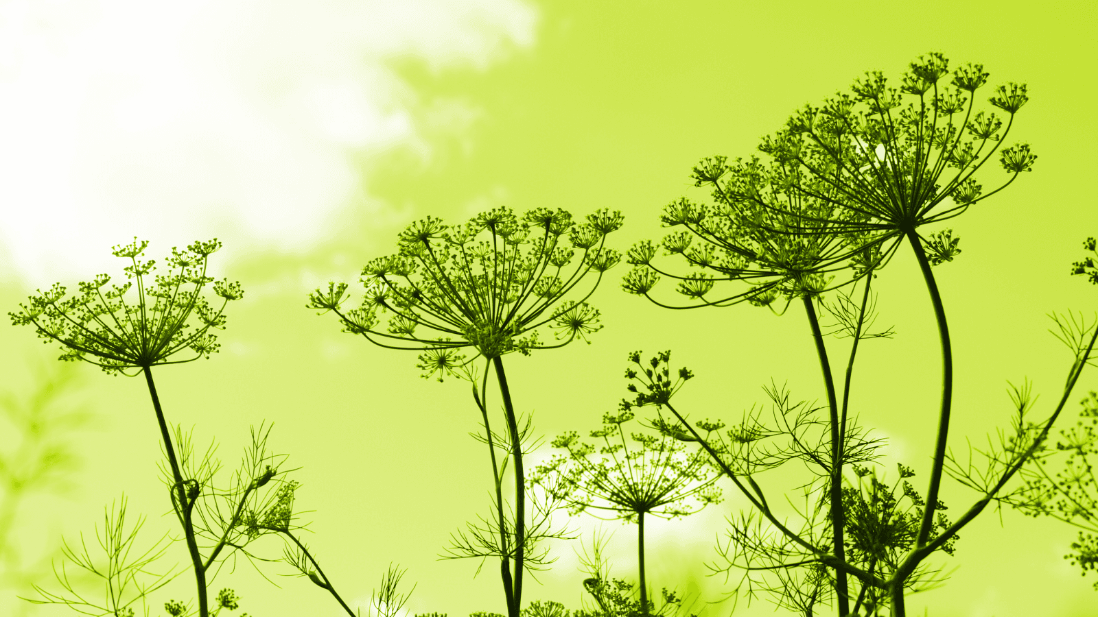 Review matched talent